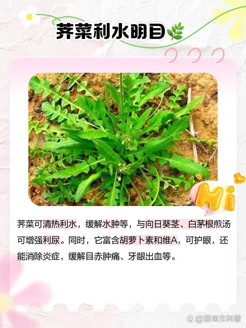 你知道吗？荠菜鲜美的秘密竟然藏在这些氨基酸里  第10张