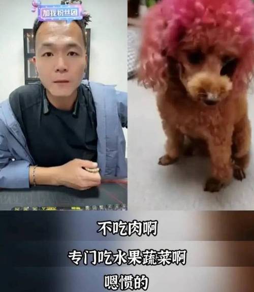 网红训狗师潘宏直播事故引发热议，高德地图语音包为何突然下架？  第13张