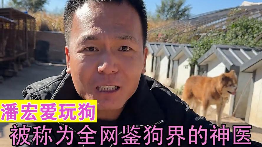 网红训狗师潘宏直播事故引发热议，高德地图语音包为何突然下架？  第8张