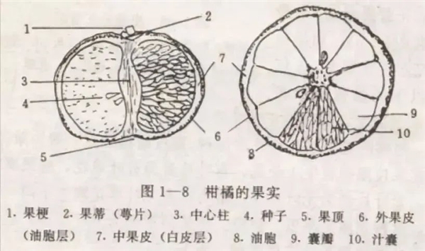 沃柑果皮变蓝还能吃吗？揭秘蓝变现象背后的真相  第3张