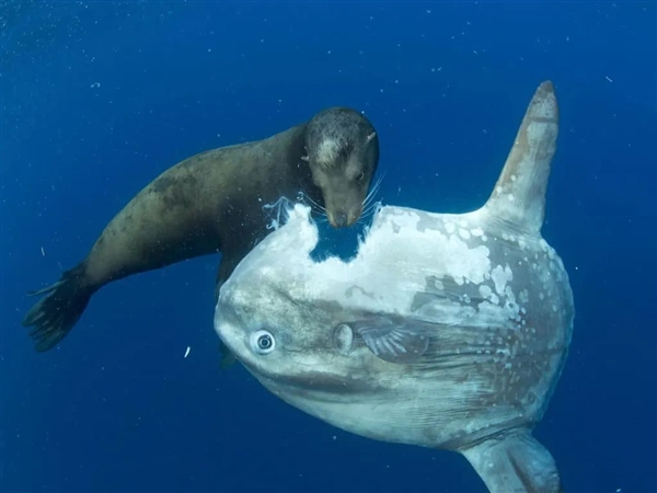 水族馆惊现诡异假人！竟是为了治愈翻车鱼的怪病？真相令人  第11张