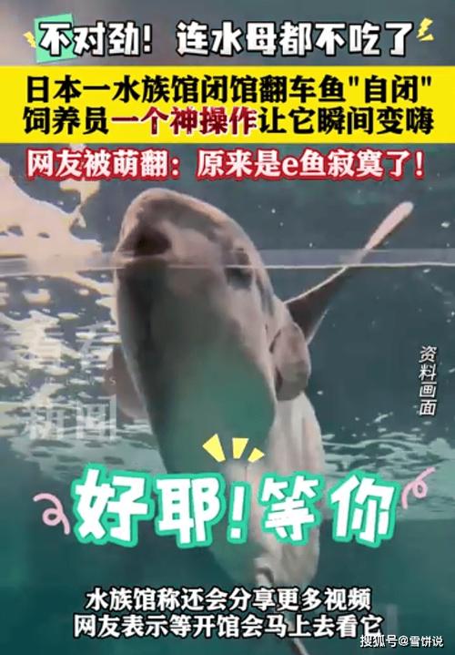 水族馆惊现诡异假人！竟是为了治愈翻车鱼的怪病？真相令人  第12张