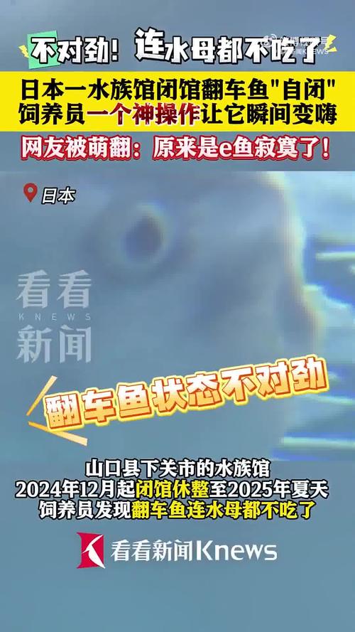 水族馆惊现诡异假人！竟是为了治愈翻车鱼的怪病？真相令人  第14张