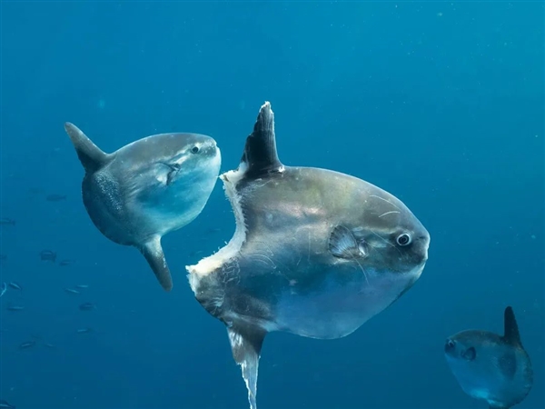 水族馆惊现诡异假人！竟是为了治愈翻车鱼的怪病？真相令人  第16张