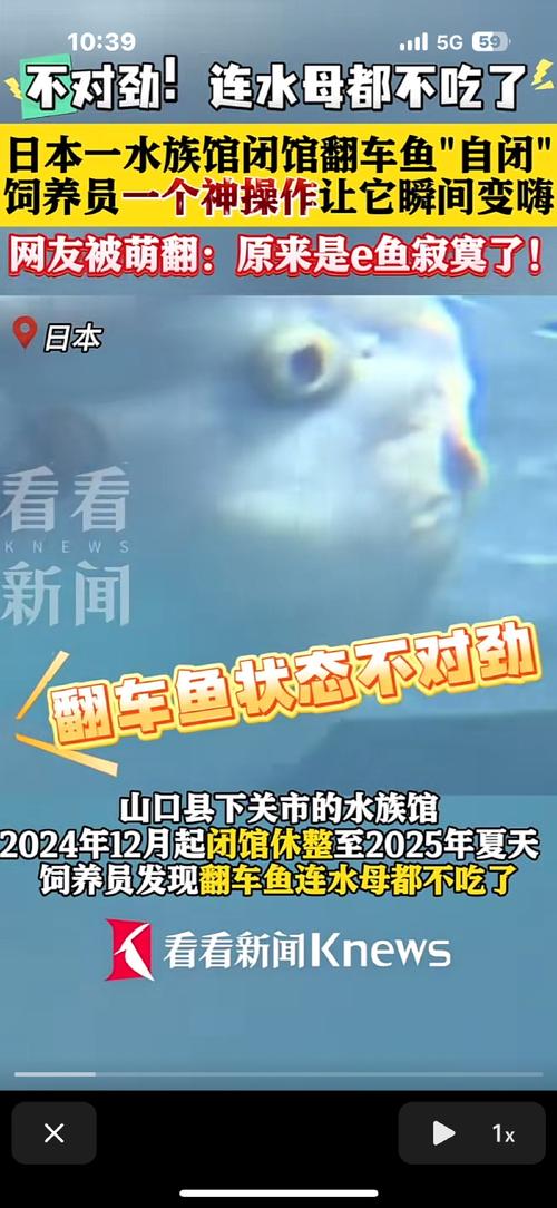 水族馆惊现诡异假人！竟是为了治愈翻车鱼的怪病？真相令人  第17张