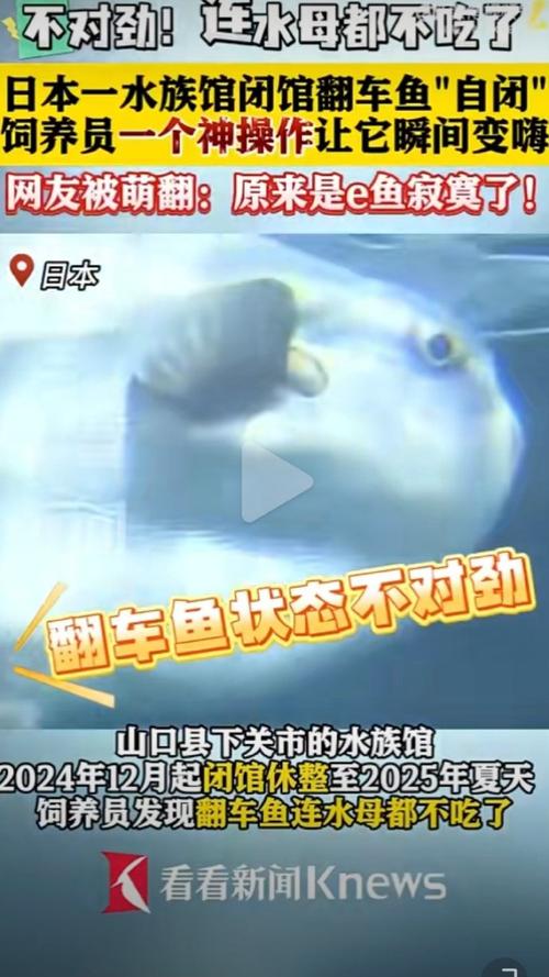 水族馆惊现诡异假人！竟是为了治愈翻车鱼的怪病？真相令人  第18张