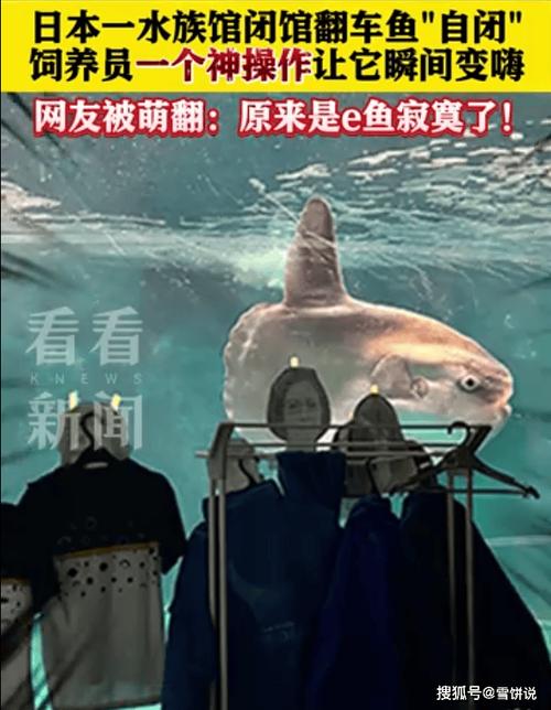 水族馆惊现诡异假人！竟是为了治愈翻车鱼的怪病？真相令人  第9张